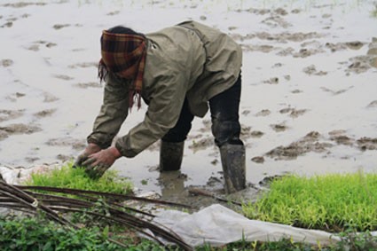 Farm work resumed after Tet - ảnh 1